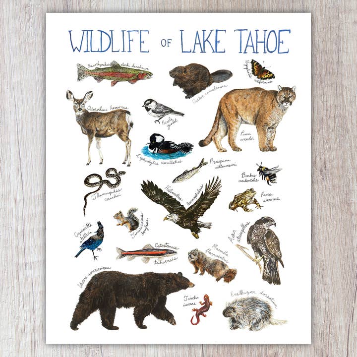 Wildlife of Lake Tahoe A2 Card for wholesale by Brush & Bark