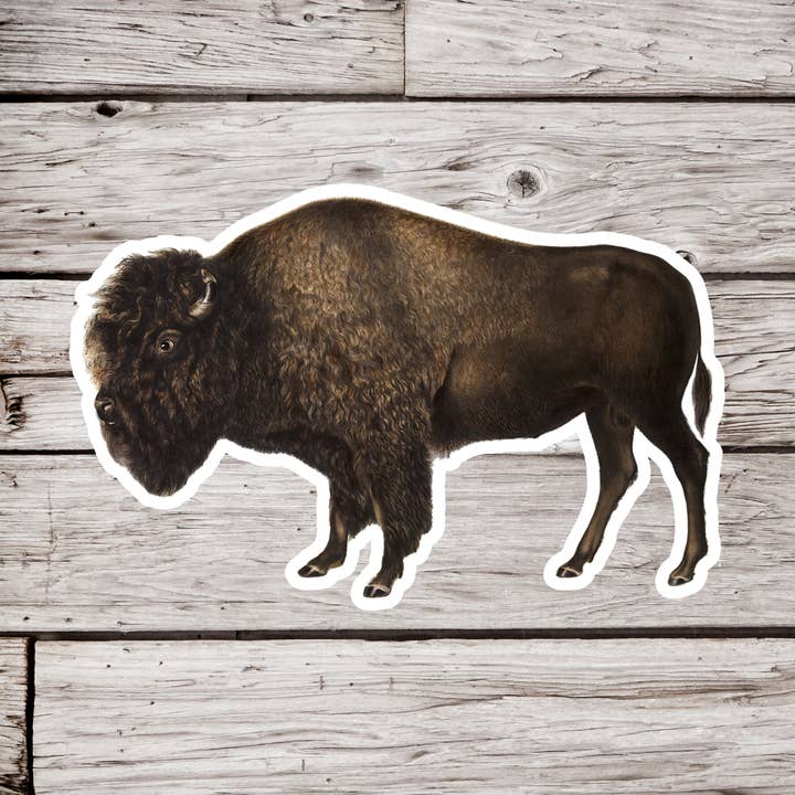 Bison Sticker, Buffalo Sticker, Animal Sticker for wholesale by NatureCuts
