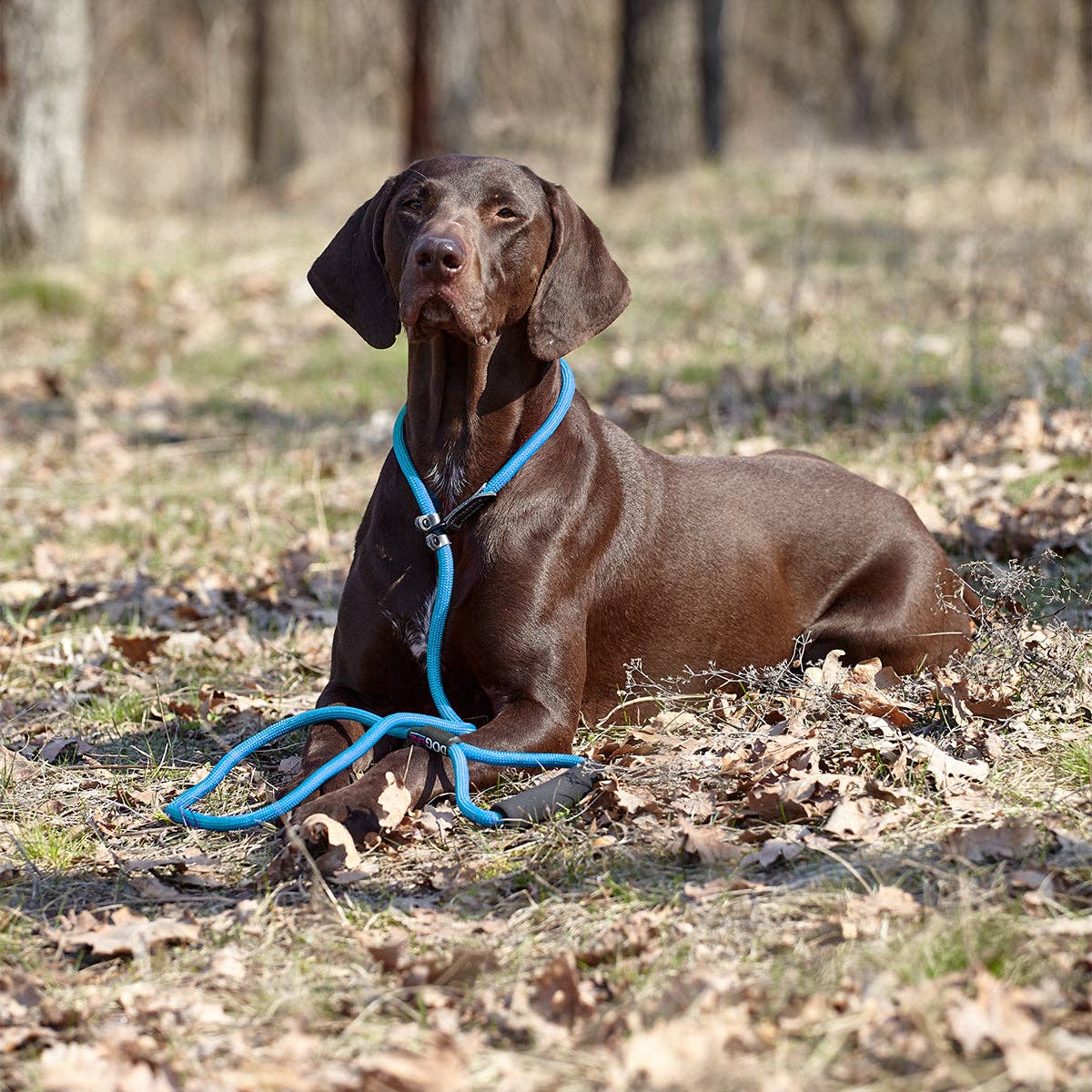 Dogline - Vente Laisse – chien - Laisse coulissante ronde en nylon17