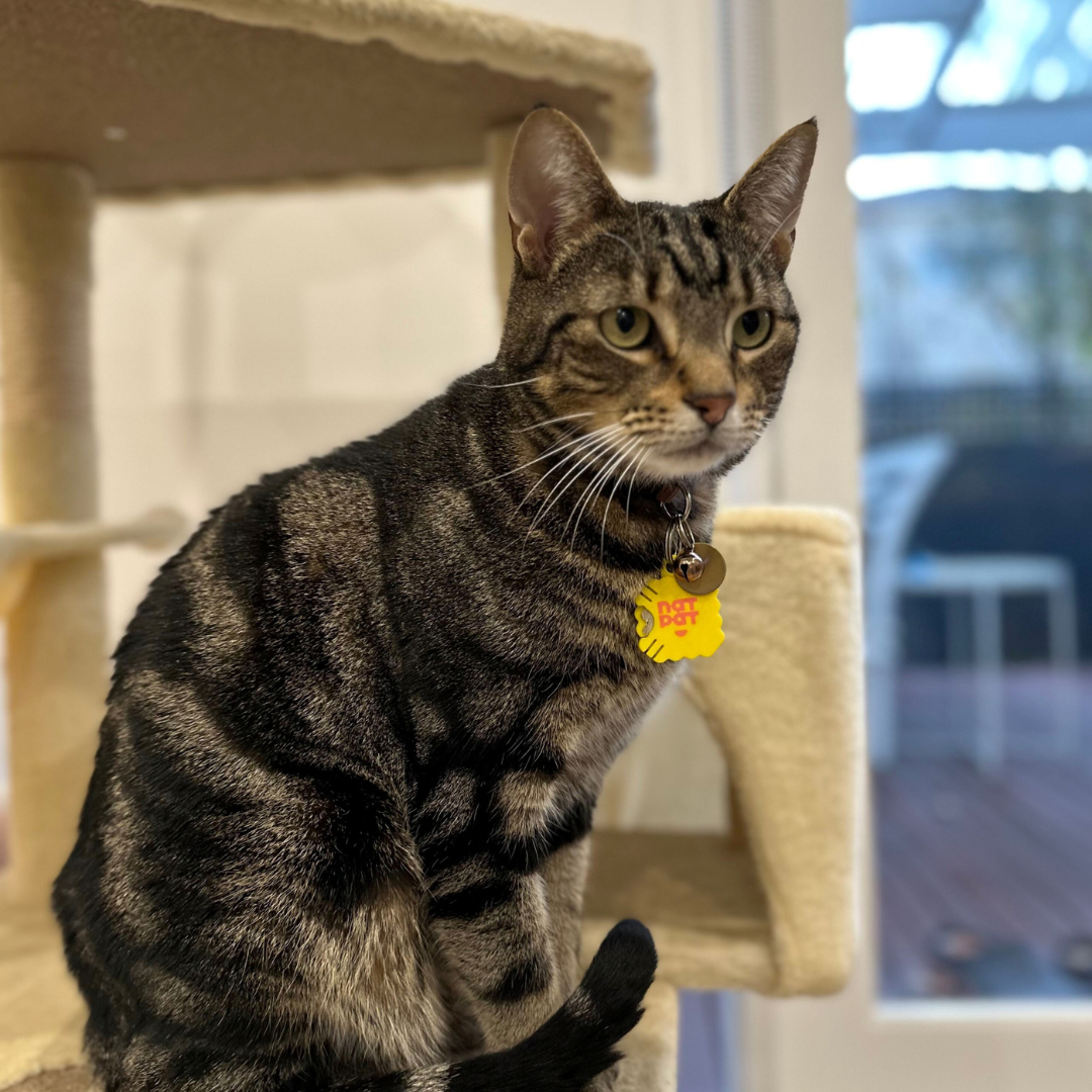 NATPAT - Wholesale Insect Repellent - PetZen Sticker - Natural Calming & Anti-Anxiety Pet Stickers8