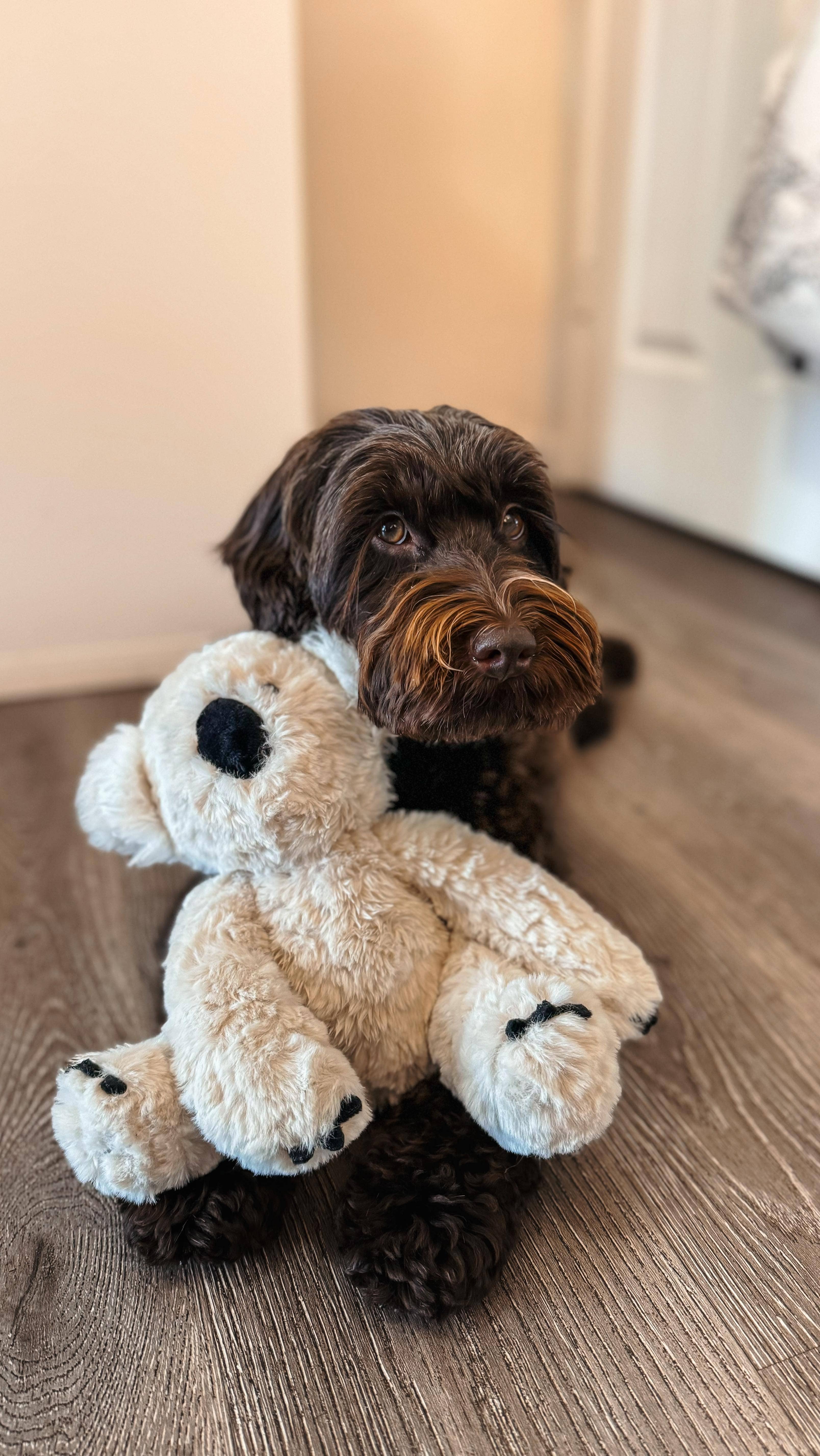 Fur Elise Pets - Wholesale Pet Plush Toy - Dog - Koko Maxi Plushie18