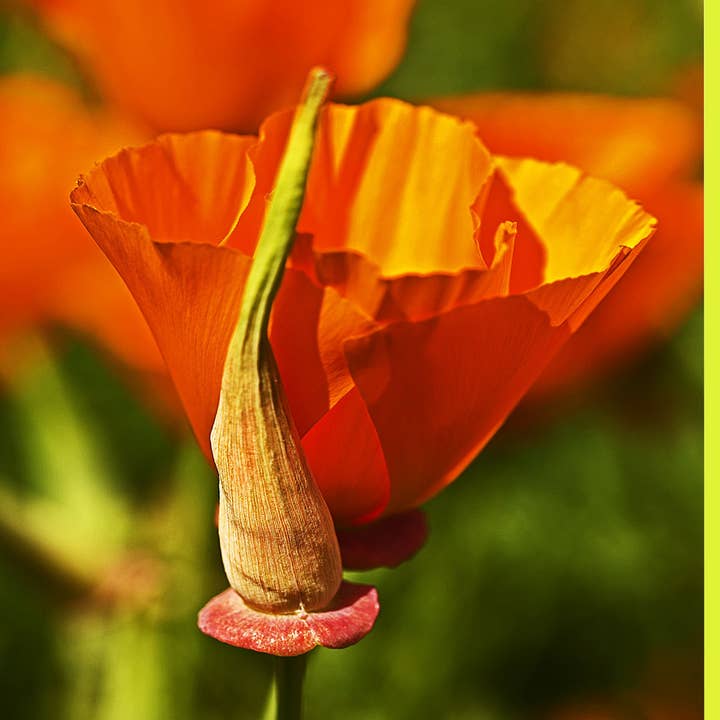 Orangene Mohnblumen für den Großhandel von Obscura Designs