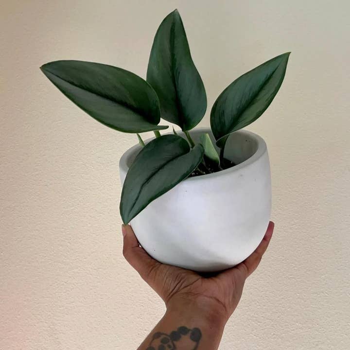 Queen City Crete - Wholesale Plant Pot - Bruce Planter 4"