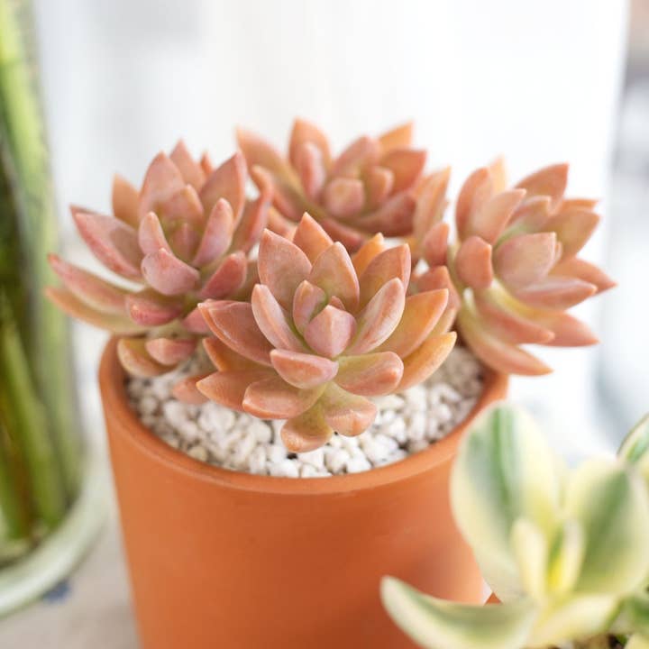 Graptosedum California Sunset -Live Succulent in 2in/4in Pot for wholesale by Best Plant Friend