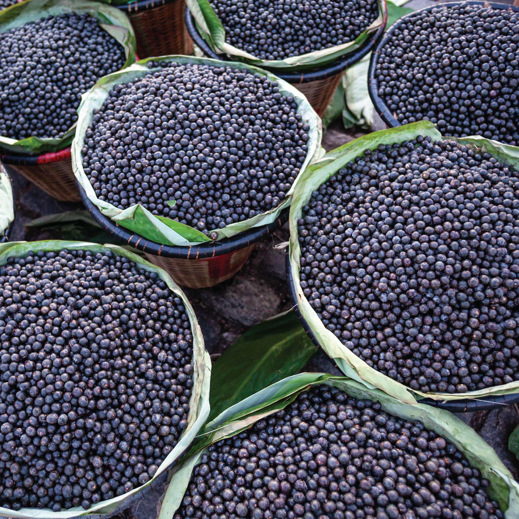 Wilderness Poets - Wholesale Protein/Superfood Powder - Organic, Freeze-Dried Acai Powder8