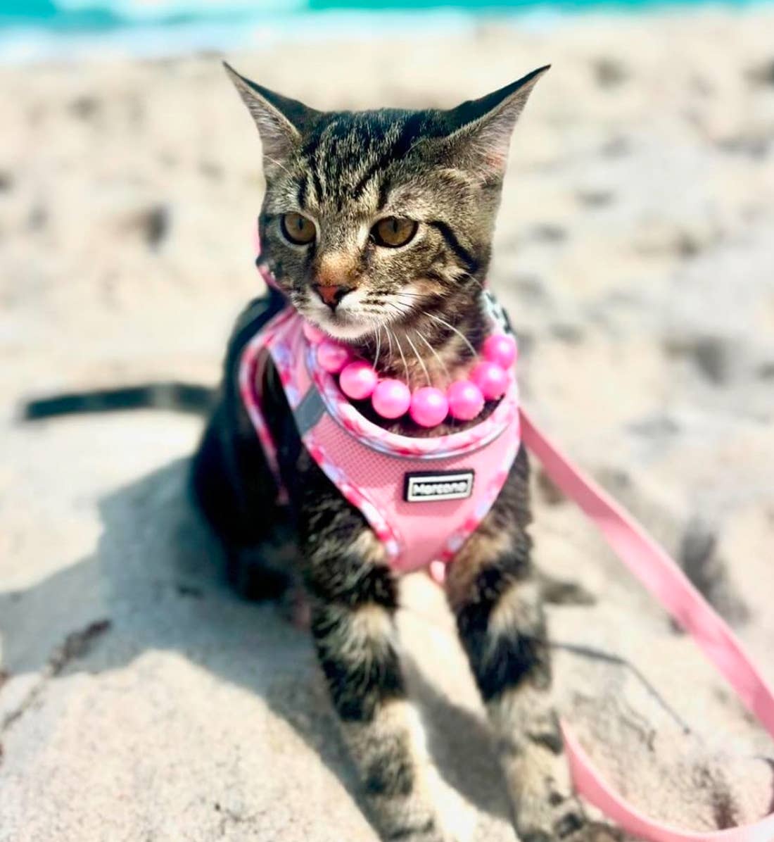 Dainty Paws – Großhandel Haustierhalsband – Katze/Hund – Opal Bubble Gum Pink | Hundehalsband mit Perlen 1