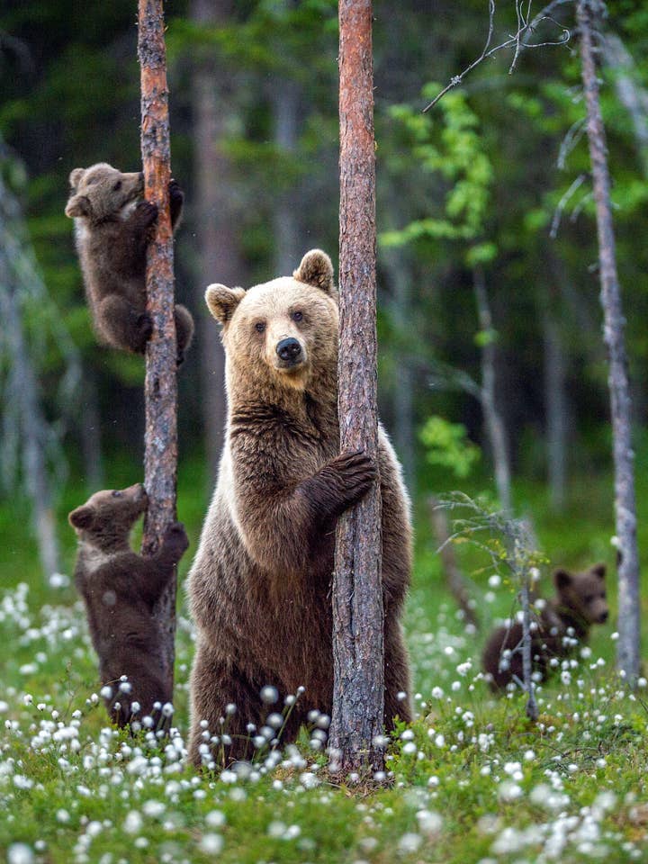 90210 Exotics för wholesale av 90210 Exotics