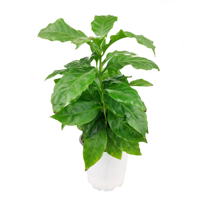 Coffee Plant - Easy to Care Live Houseplant in 4/6inch Pot for wholesale by Best Plant Friend