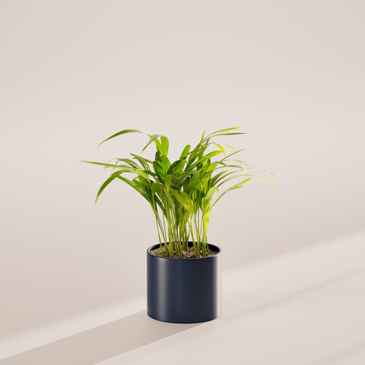 Lively Root - Wholesale Live Plant - Areca Palm Indoor Tree25