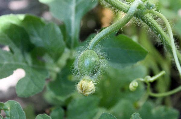 Backyard Safari Company - Wholesale Plant Seeds - Little Bunny Garden Grow Kit3