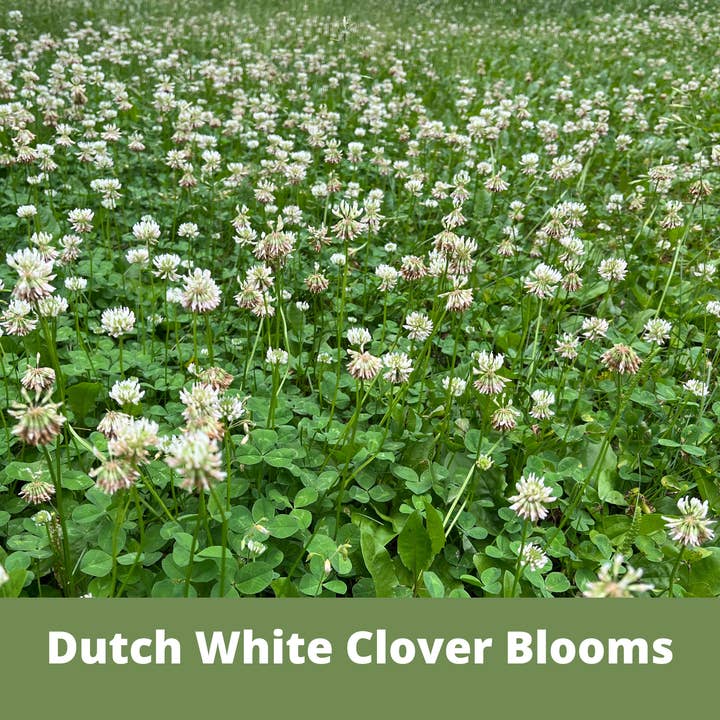 Flawn Seed Kits - Wholesale Plant Seeds - Dutch White Clover Seed Kit Easy Spread Shaker3