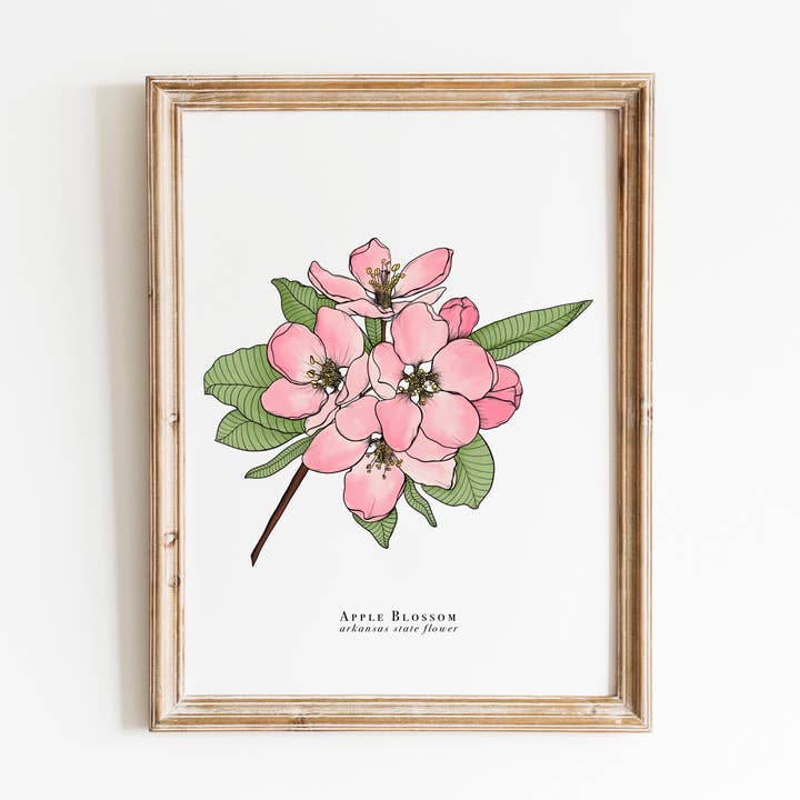 Arkansas State Flower Print | Apple Blossom Print for wholesale by Erika Layne Art