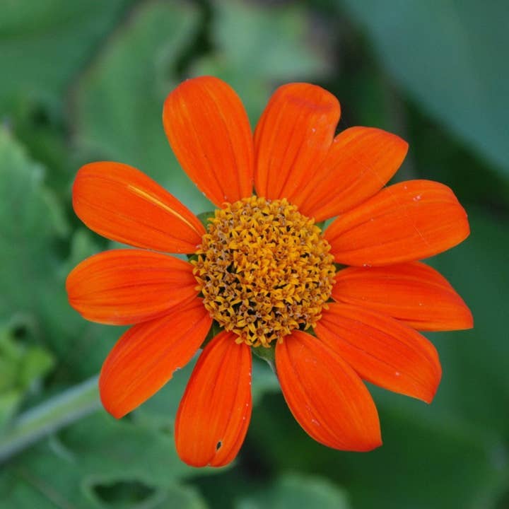 Sow True Seed - Wholesale Plant Seeds - Tithonia Seeds - Mexican Sunflower