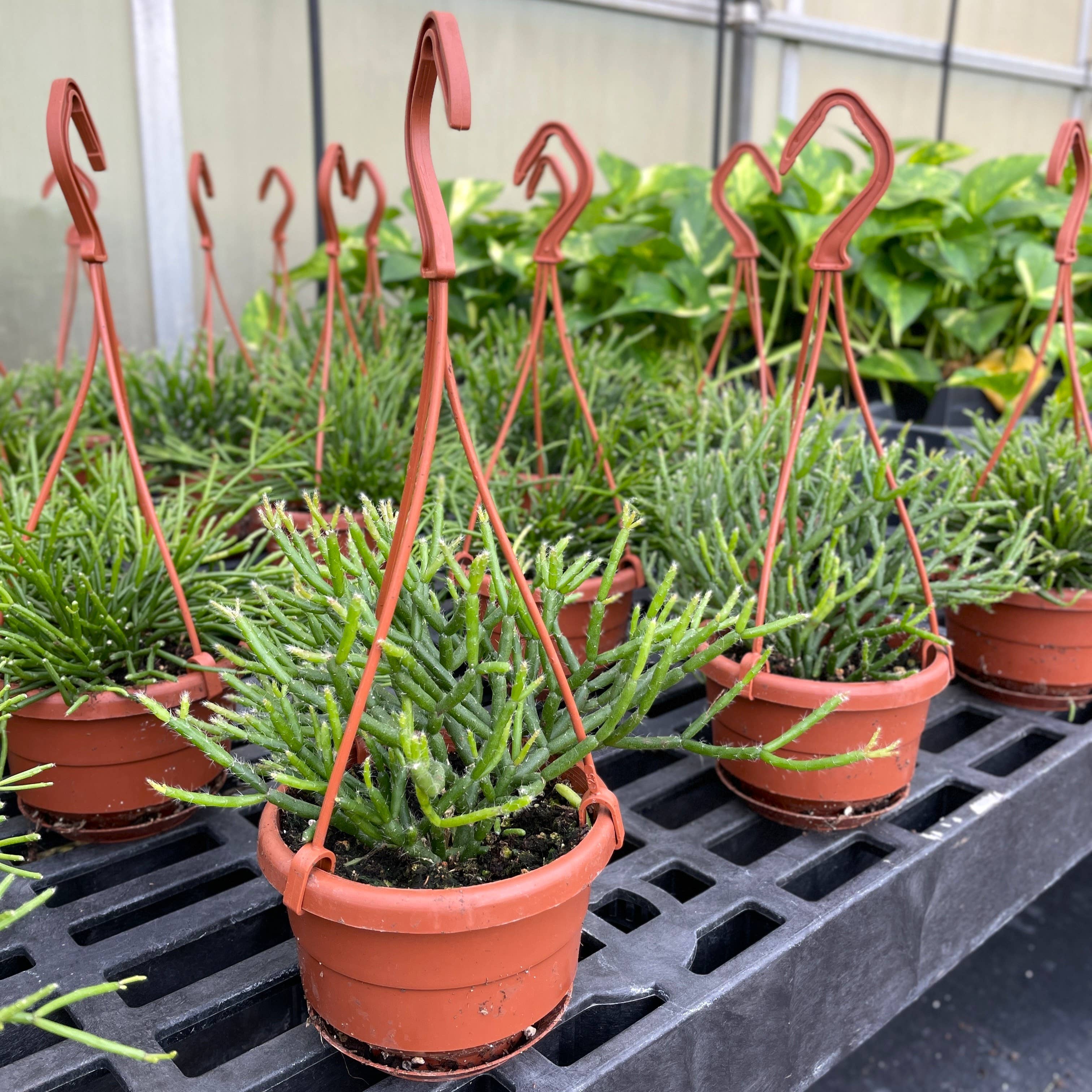 Thorsen's Greenhouse - Wholesale Live Plant - Rhipsalis Cactus Hanging Pot - 4" Live Plant1