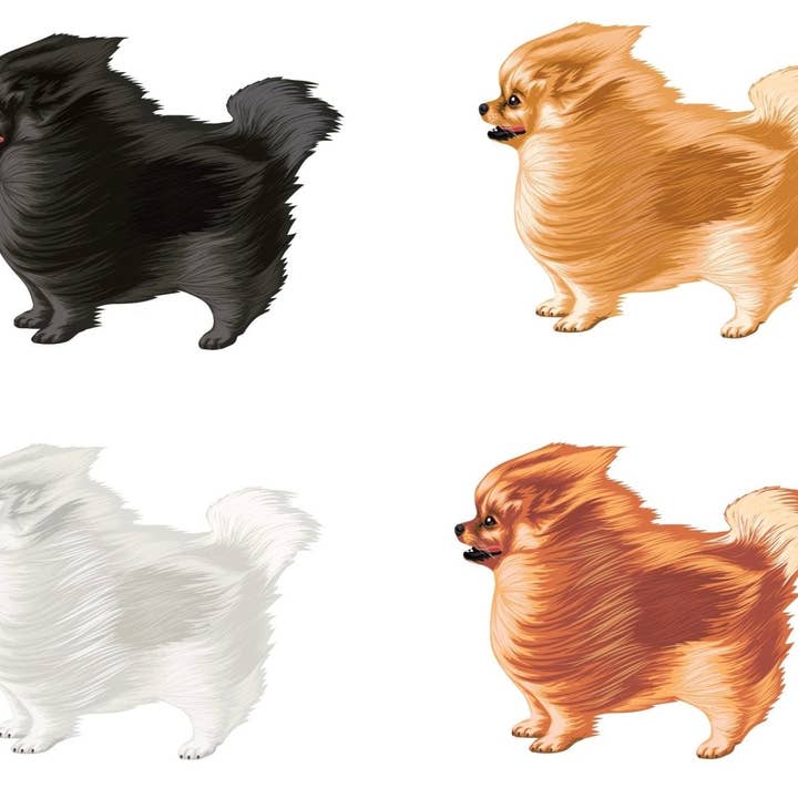 Pomeranian Decal for wholesale by Cover-Alls Decals