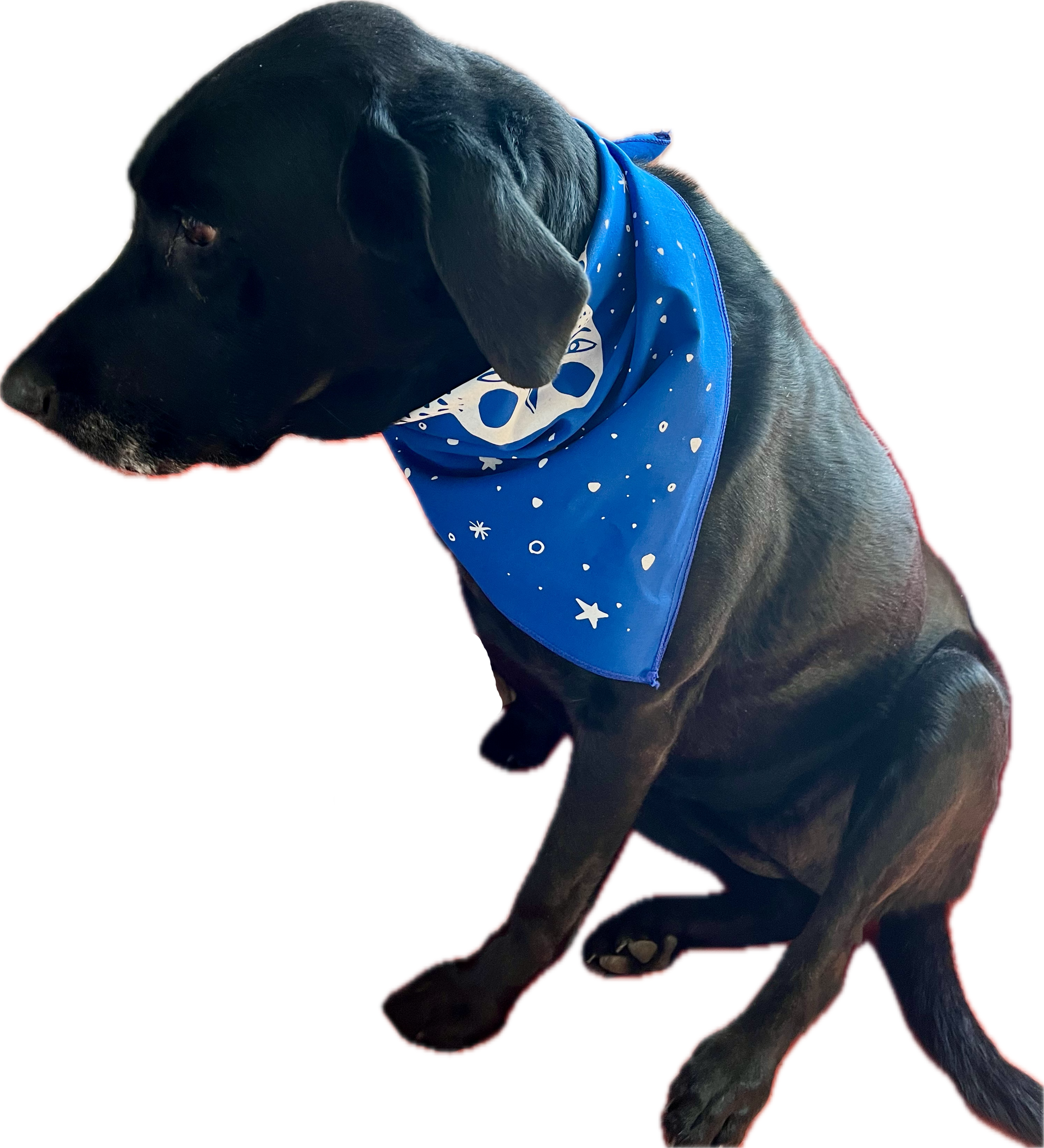 ELIZABETH GRAEBER art + illustration - Wholesale Bandana - Women's - Owl Bandana, screen printed cotton scarf3