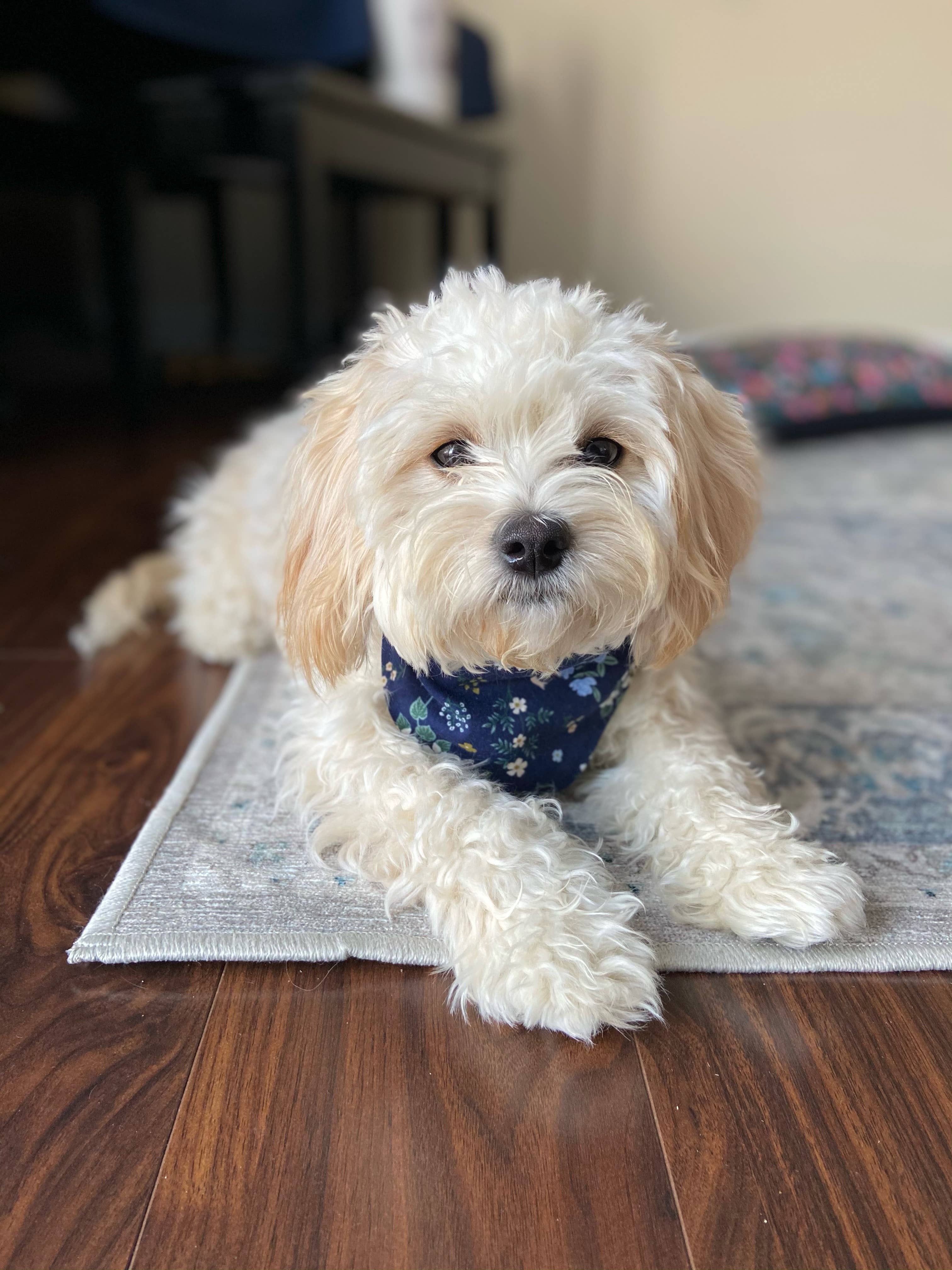 BibbyBubby - Wholesale Pet Bandana - Dog - Lemons Dog Bandana (Summer, Fruit, Pet Bandana)8
