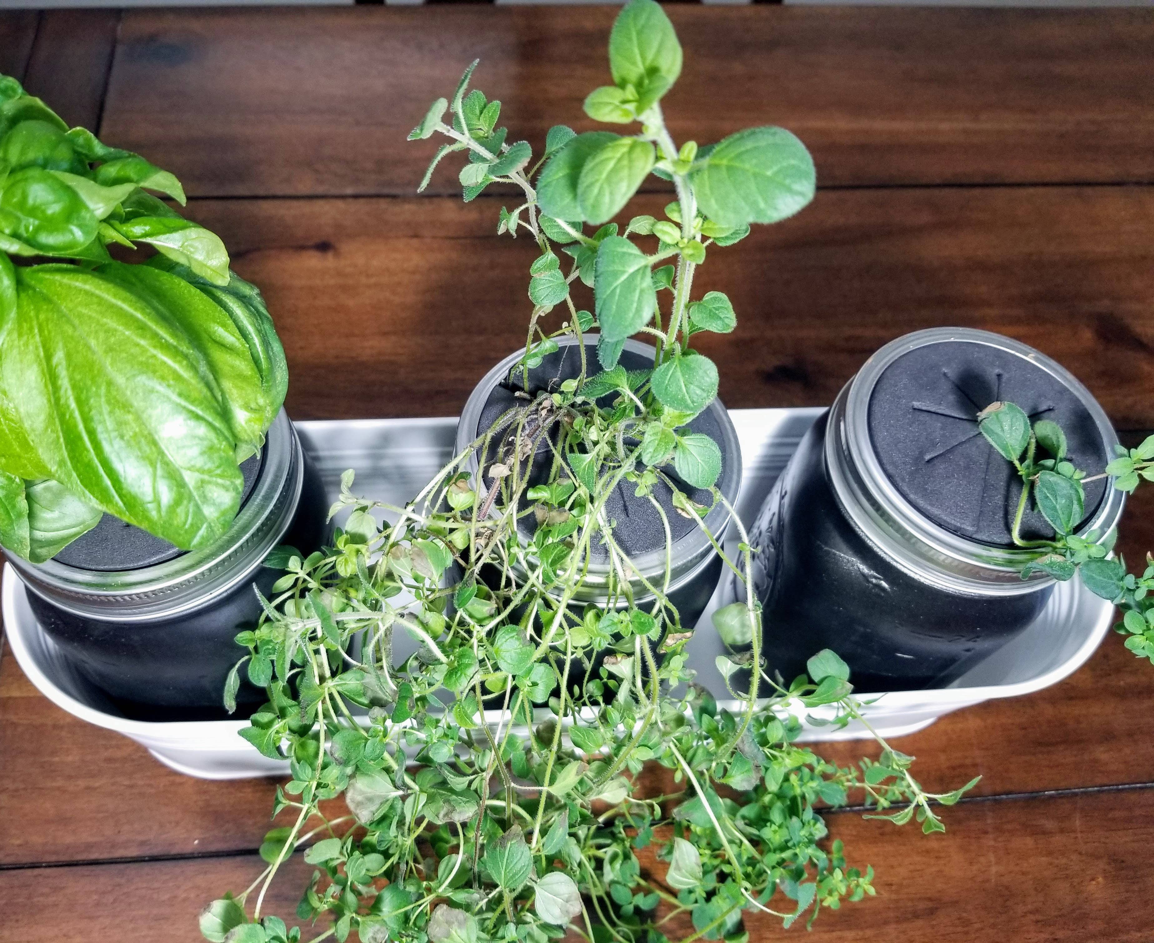 Verdant Hydroponics - Vente Graines de plantes - Kit de culture hydroponique d'herbes1