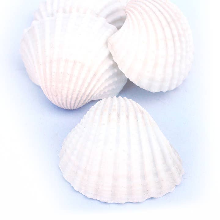 California Seashell Company - Wholesale Decorative Tabletop Object - Large White Arca Bulk Seashells - 1 LB - 2"