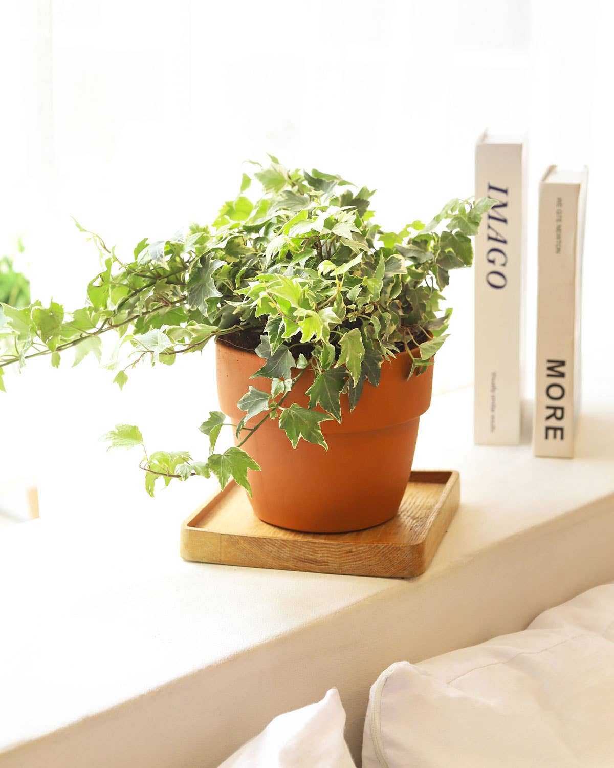 Best Plant Friend - Wholesale Live Plant - Golden English Ivy -  English Ivy Hanging Plants -  4 inch9