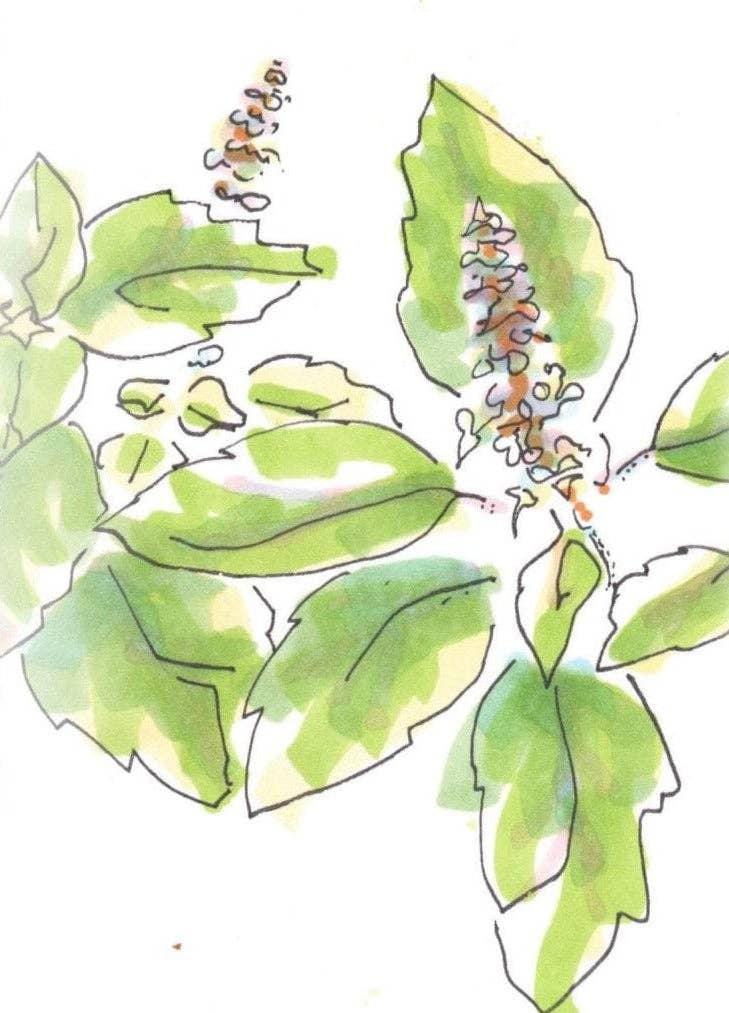 Sow True Seed - Wholesale Plant Seeds - Basil Seeds, Tulsi - Kapoor1