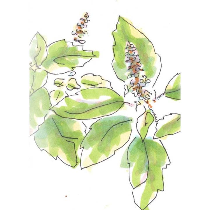 Sow True Seed - Wholesale Plant Seeds - Basil Seeds, Tulsi - Kapoor1