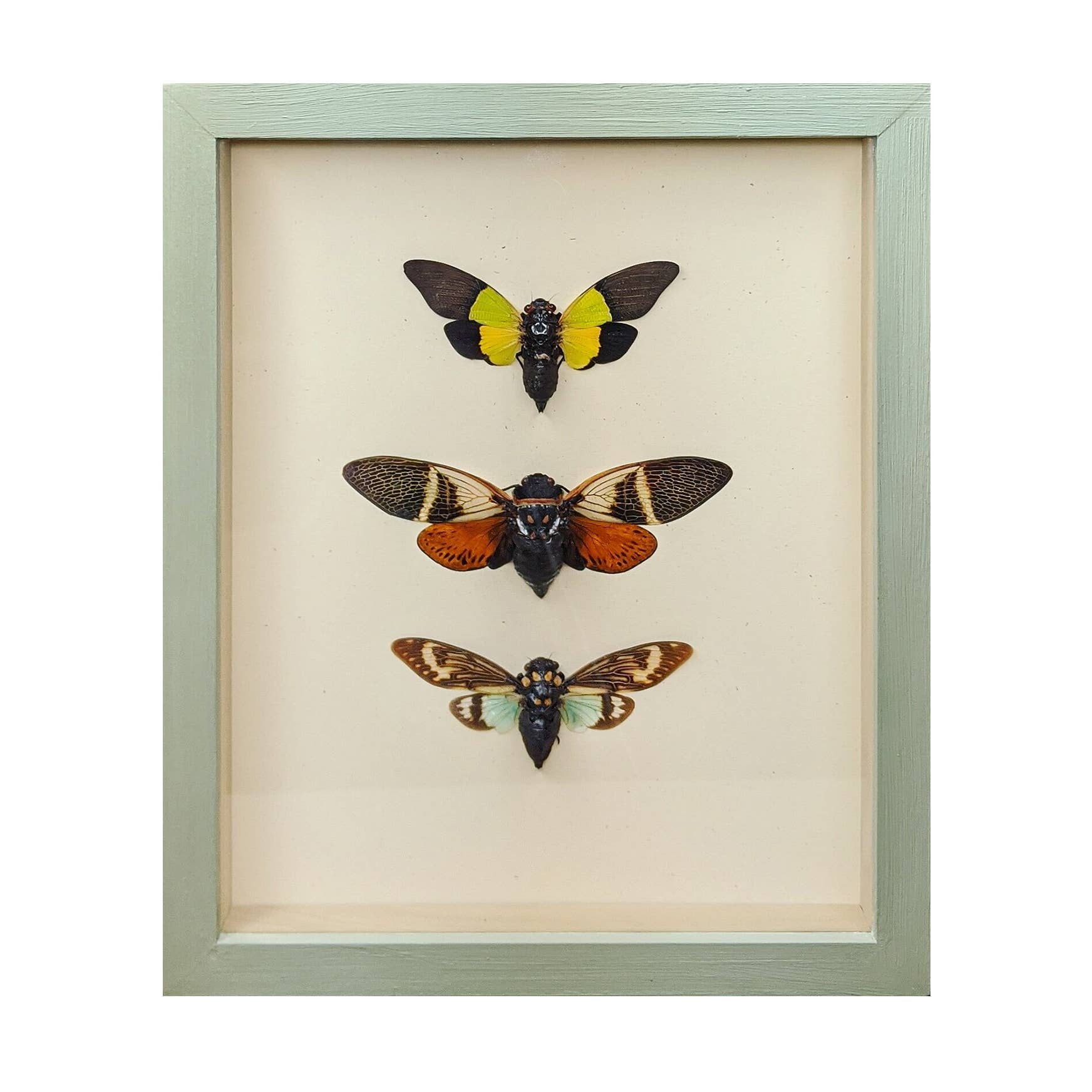 Green Beetle Shop - Wholesale Wall Accent - Cicada Trio Shadowbox1