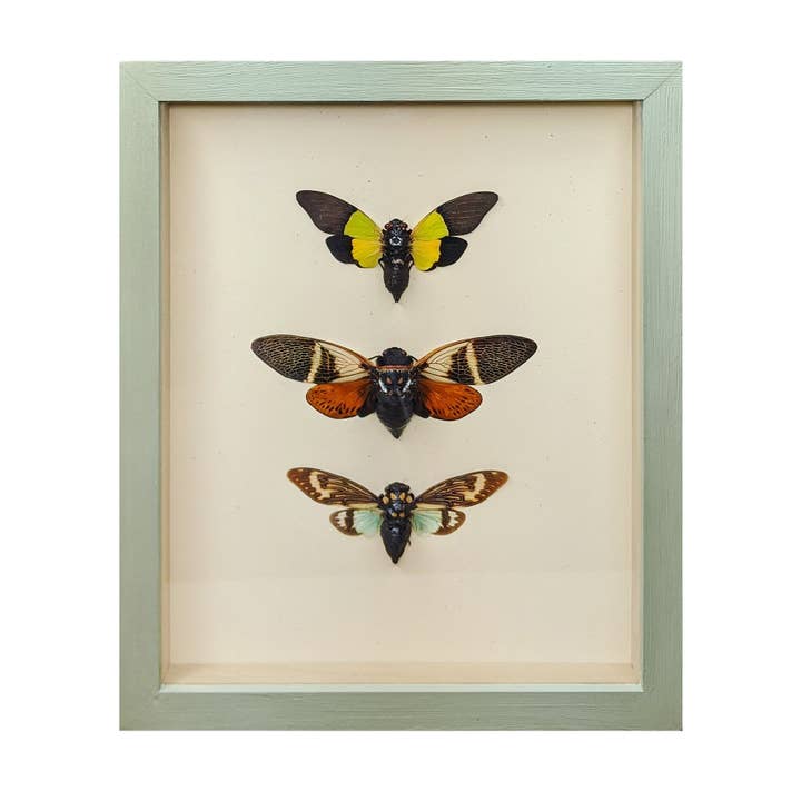 Green Beetle Shop - Wholesale Wall Accent - Cicada Trio Shadowbox1