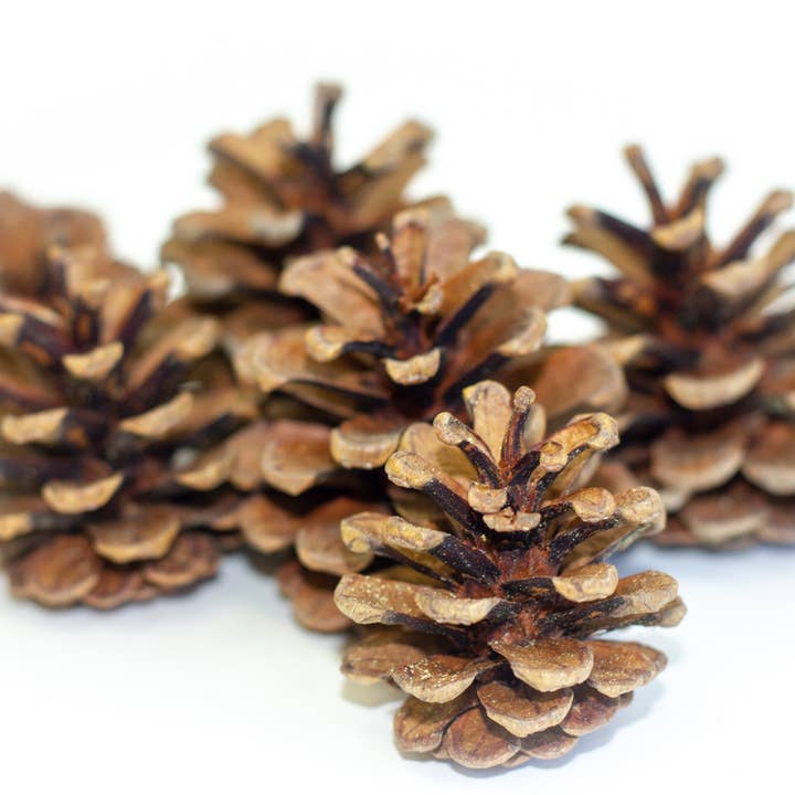 Red Pine Cones for wholesale by Winter Woods