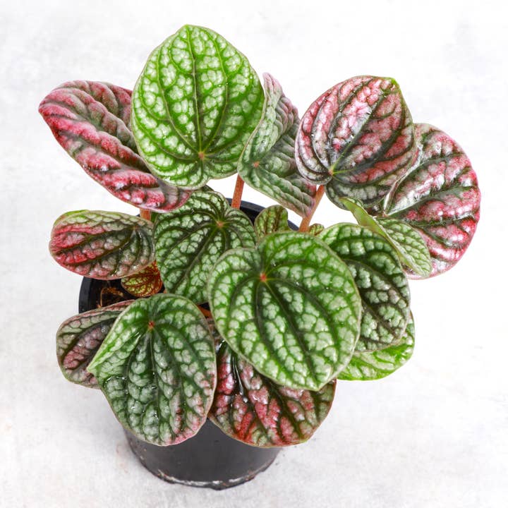 Peperomia Robella Pink - 4" Live Plant and other Purchase Wholesale peperoncino. Free Returns & Net 60 Terms on Faire trending on Faire.