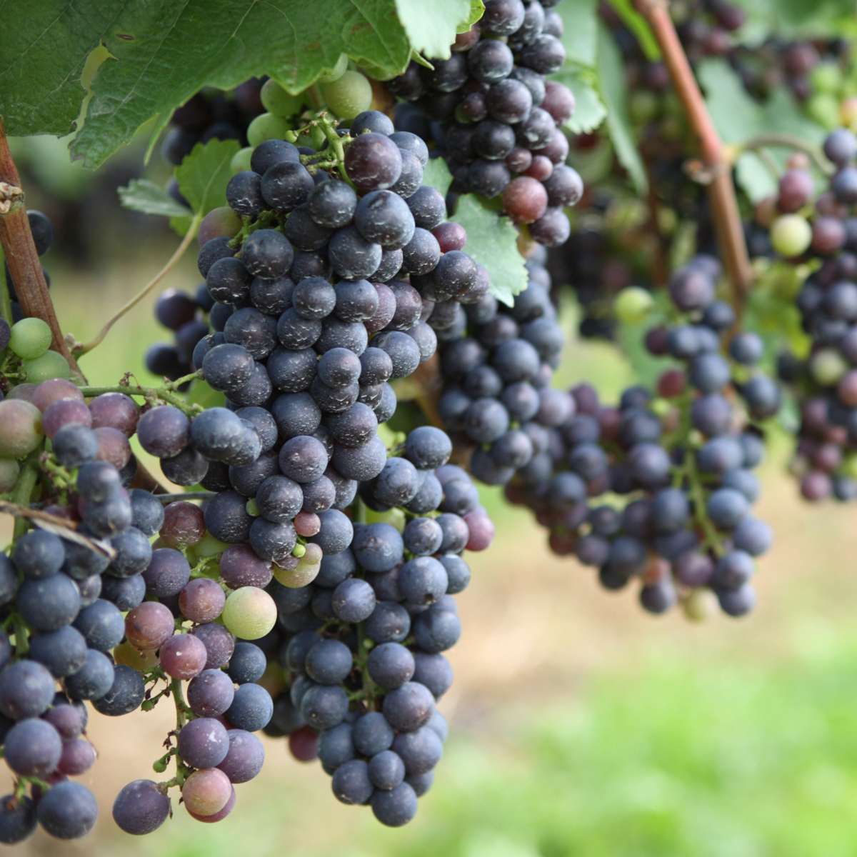 Oasis of Life - Wholesale Live Plant - Grapevine – 6 Vitis Vinifera plants – Mix of blue, red & white grapes – Hardy climbing plants for garden & balcony – Mediterranean atmosphere – Height 25–40cm – Ø9cm3