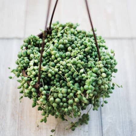 Collier de perles Senecio (Senecio Rowleyanus) pour la vente par In Succulent Love