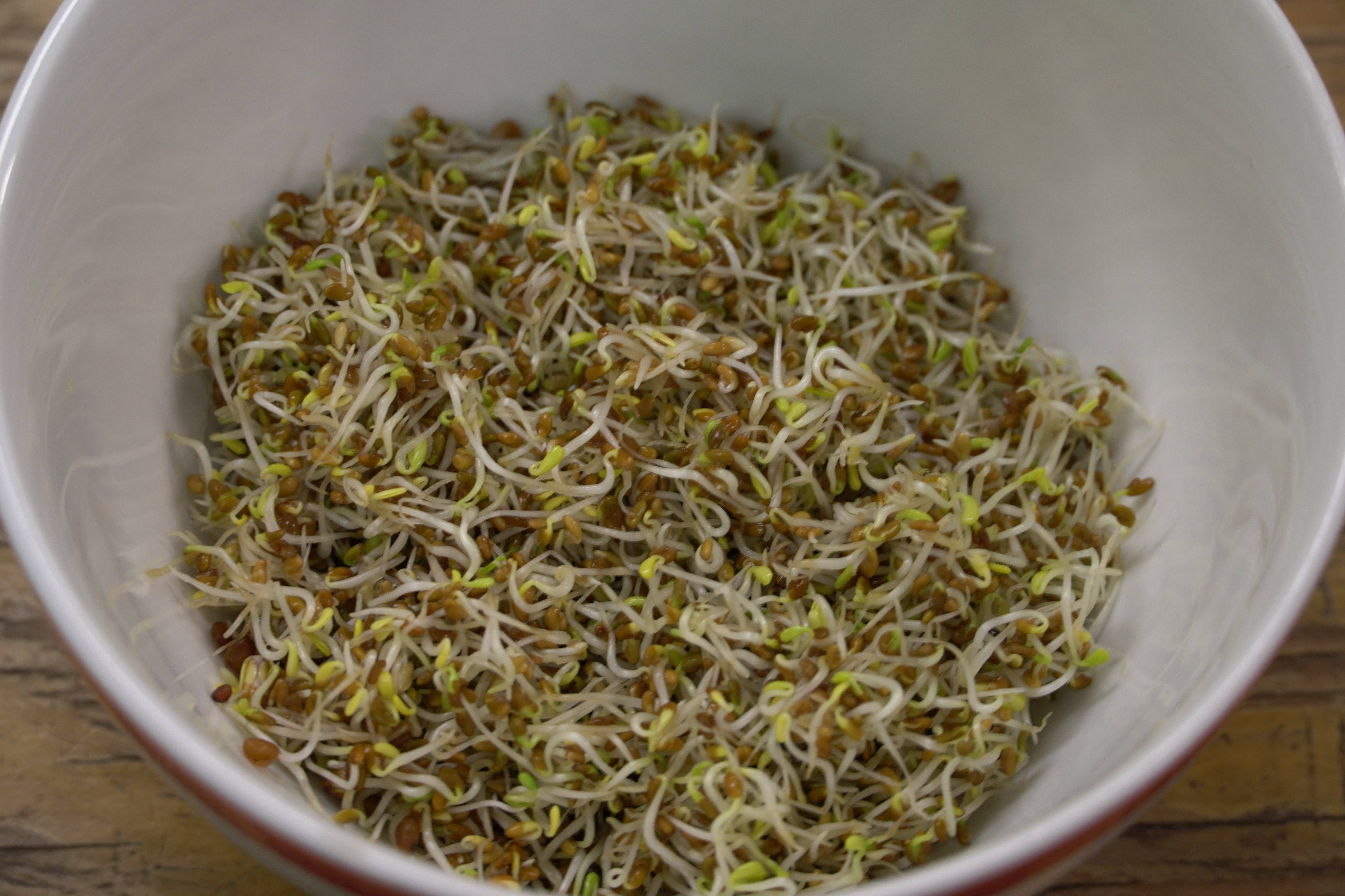 Sow True Seed - Wholesale Plant Seeds - Sprouting Seed - Alfalfa, ORGANIC3