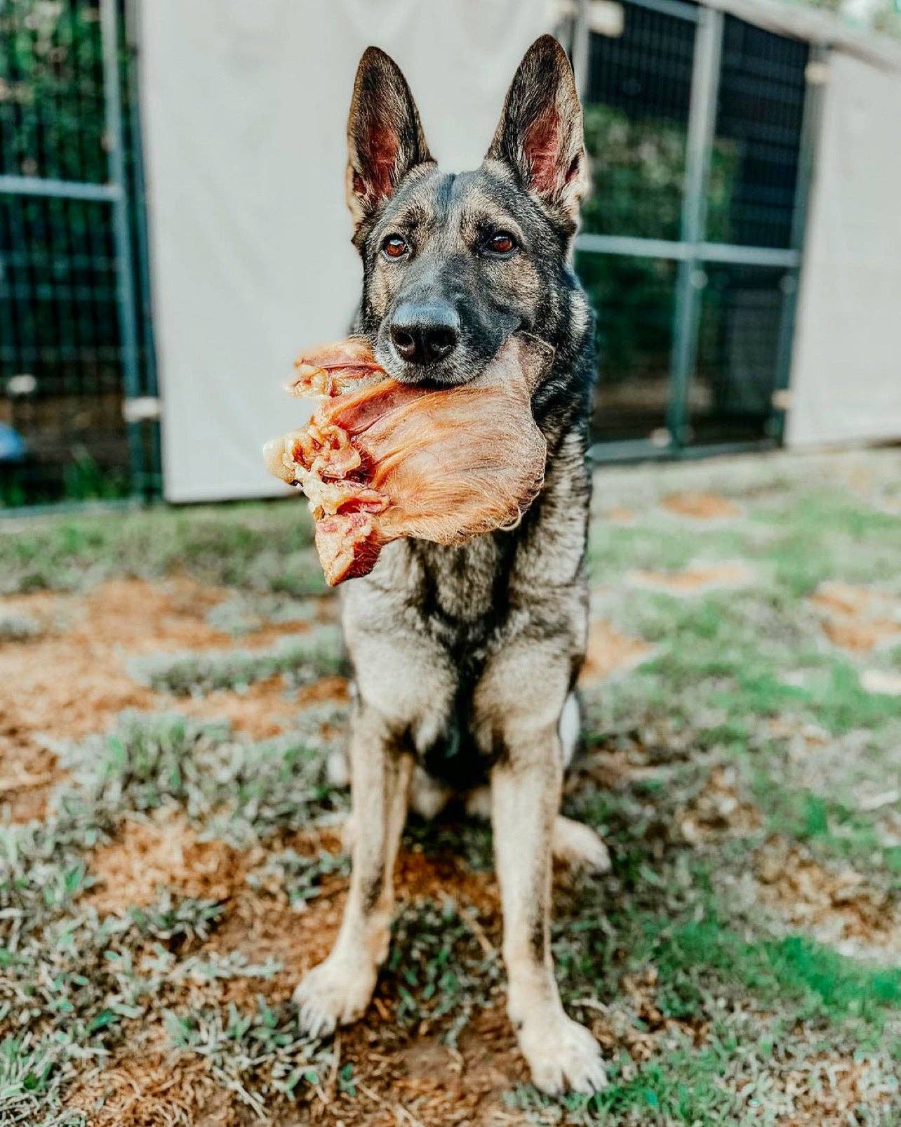 Naked Beasts, Inc. - Wholesale Pet Treats - Dog - Pig Ear (Hairy)4