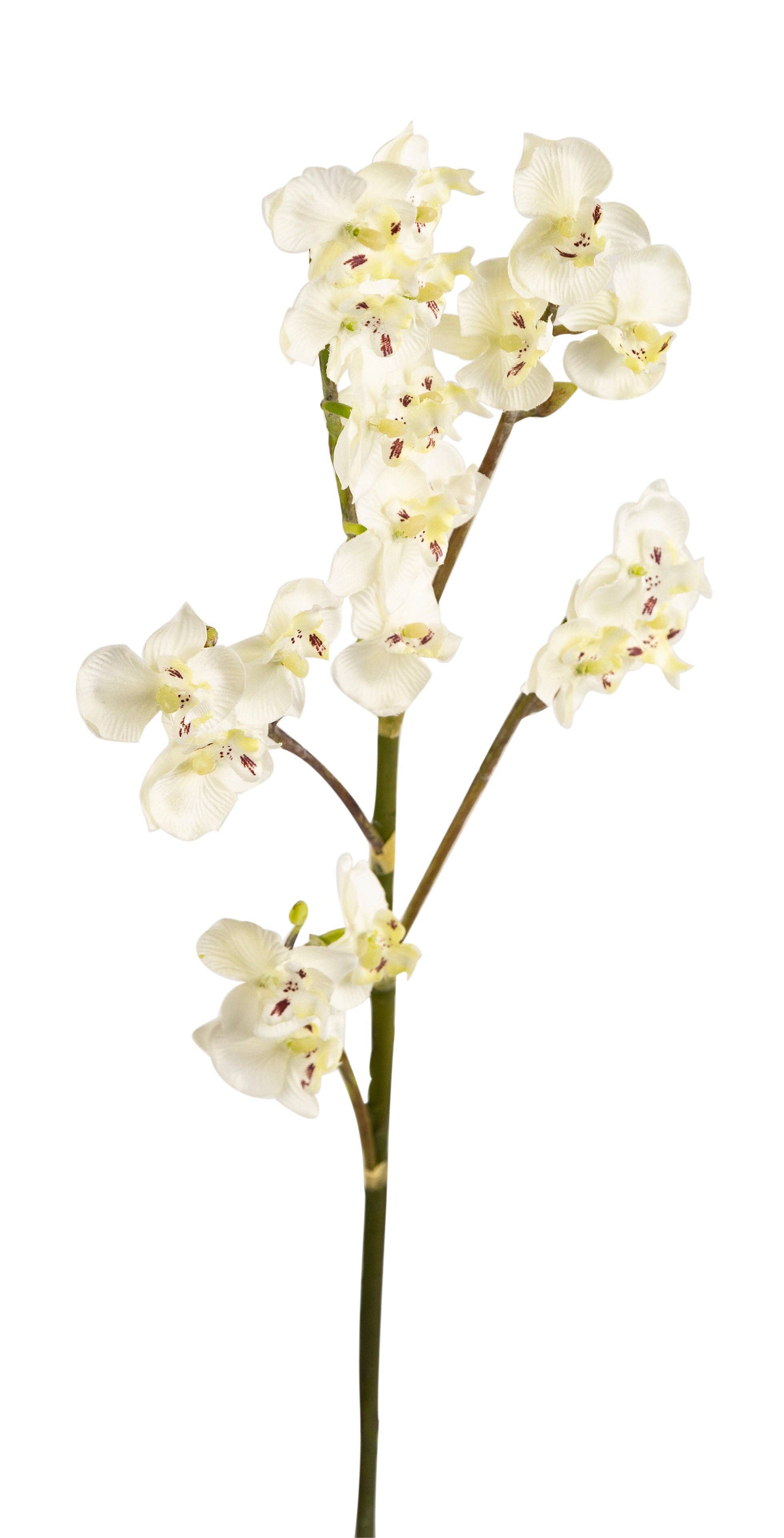 Closer2Nature - Venta al por mayor Flores artificiales - Orquídea Phalaenopsis Miniatura blanca artificial con tallo único de 69 cm2