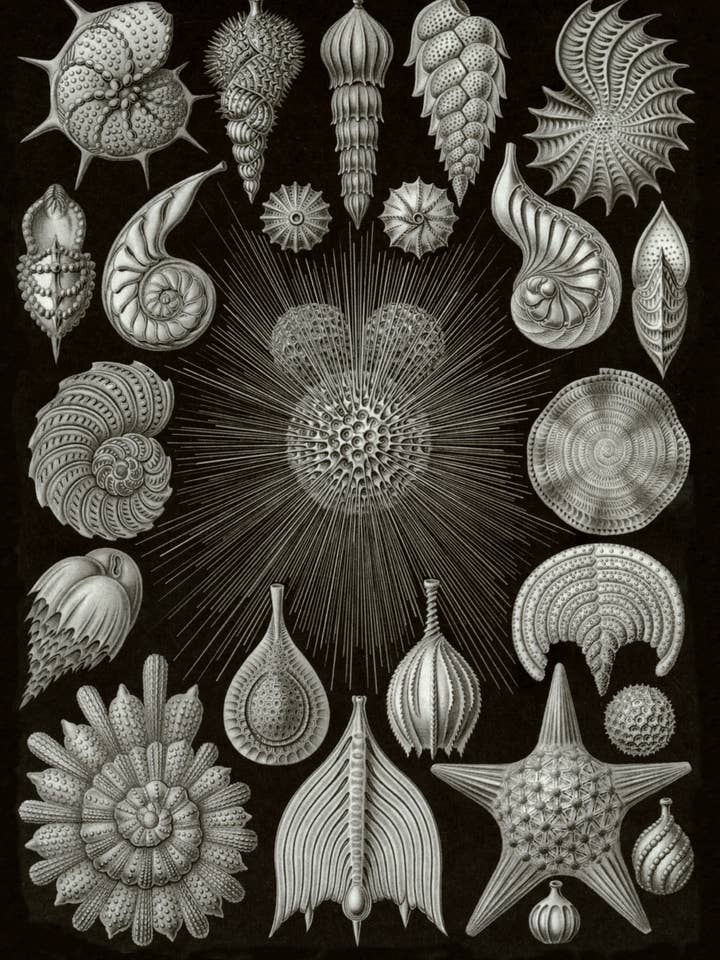 Postcard Thalamphora (091558) for wholesale by The Knowledge of Things by Catch Publishing