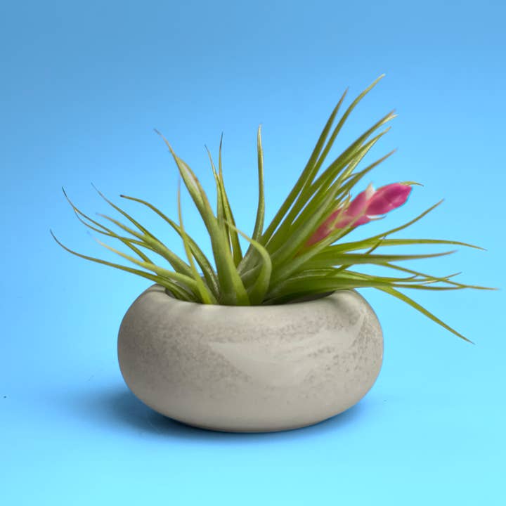 AURA 8 Art Boutique – wholesale Kruka – Söt Air Plant Hållare, Modern Airplant Display