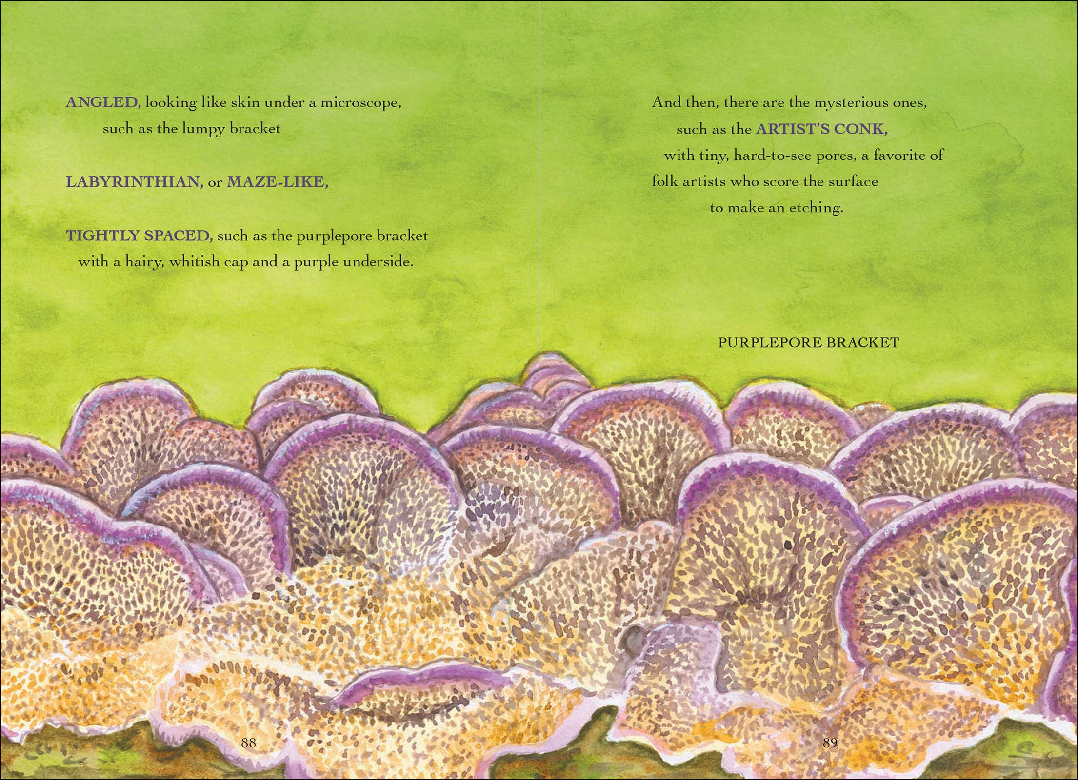 AdventureKEEN - Wholesale Nature & Outdoors - Wonder of Mushrooms2