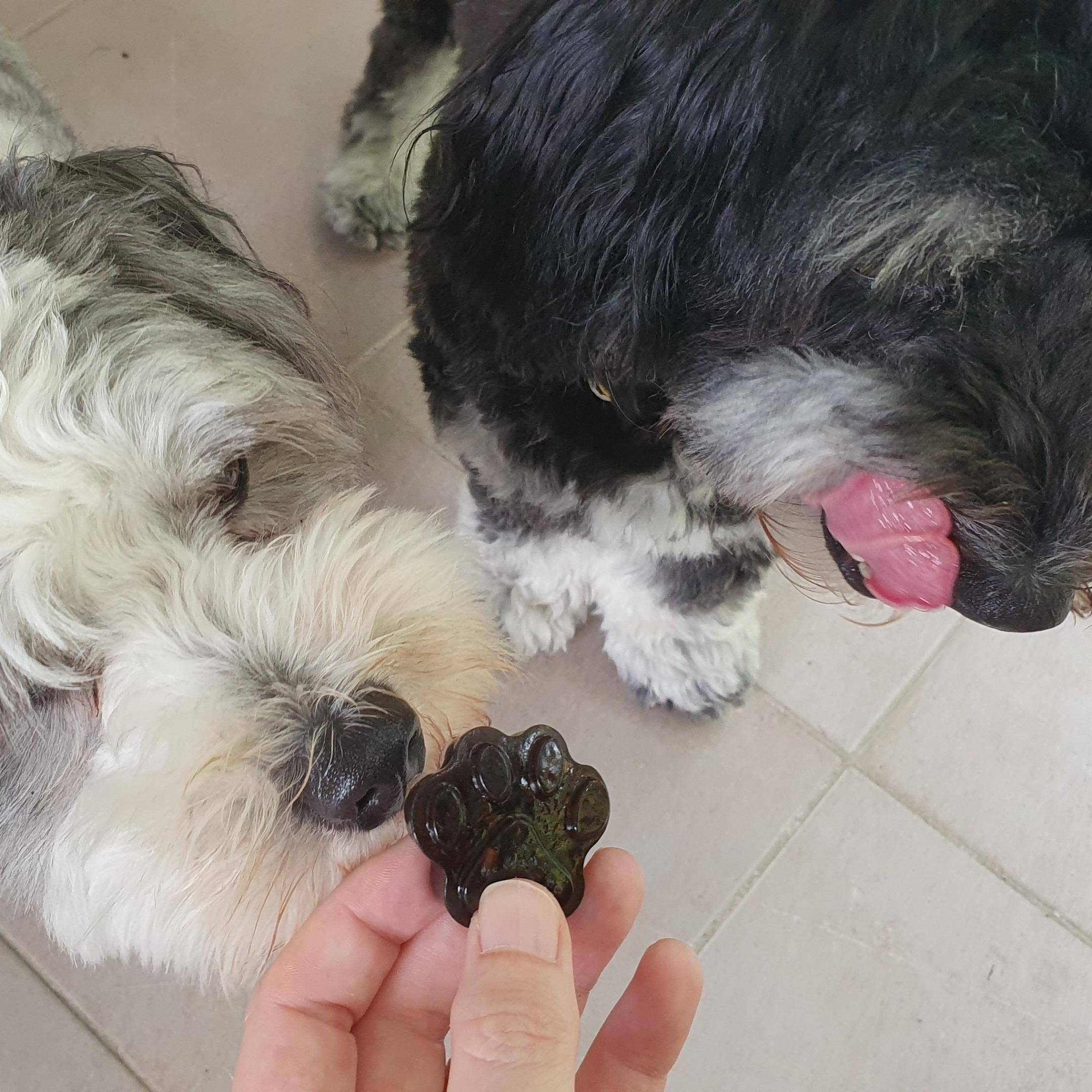 Rover Pet Products - Wholesale Pet Food - Dog - Blueberry & Blue Spirulina Superfood Jelly2