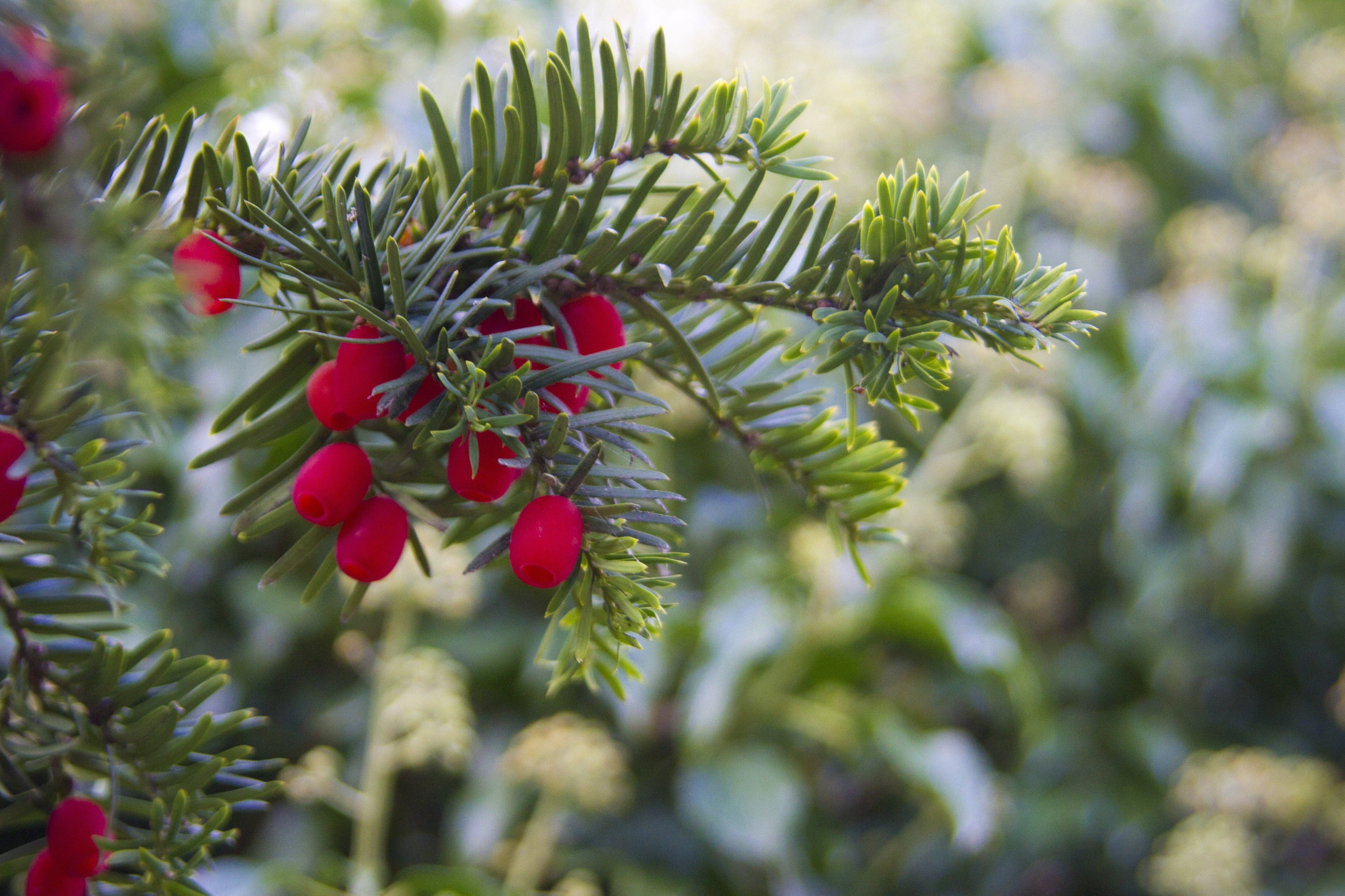 Starlight Wholesale LLC. - Wholesale Fragrance Oil - Merry Berry Christmas compared to BBW0