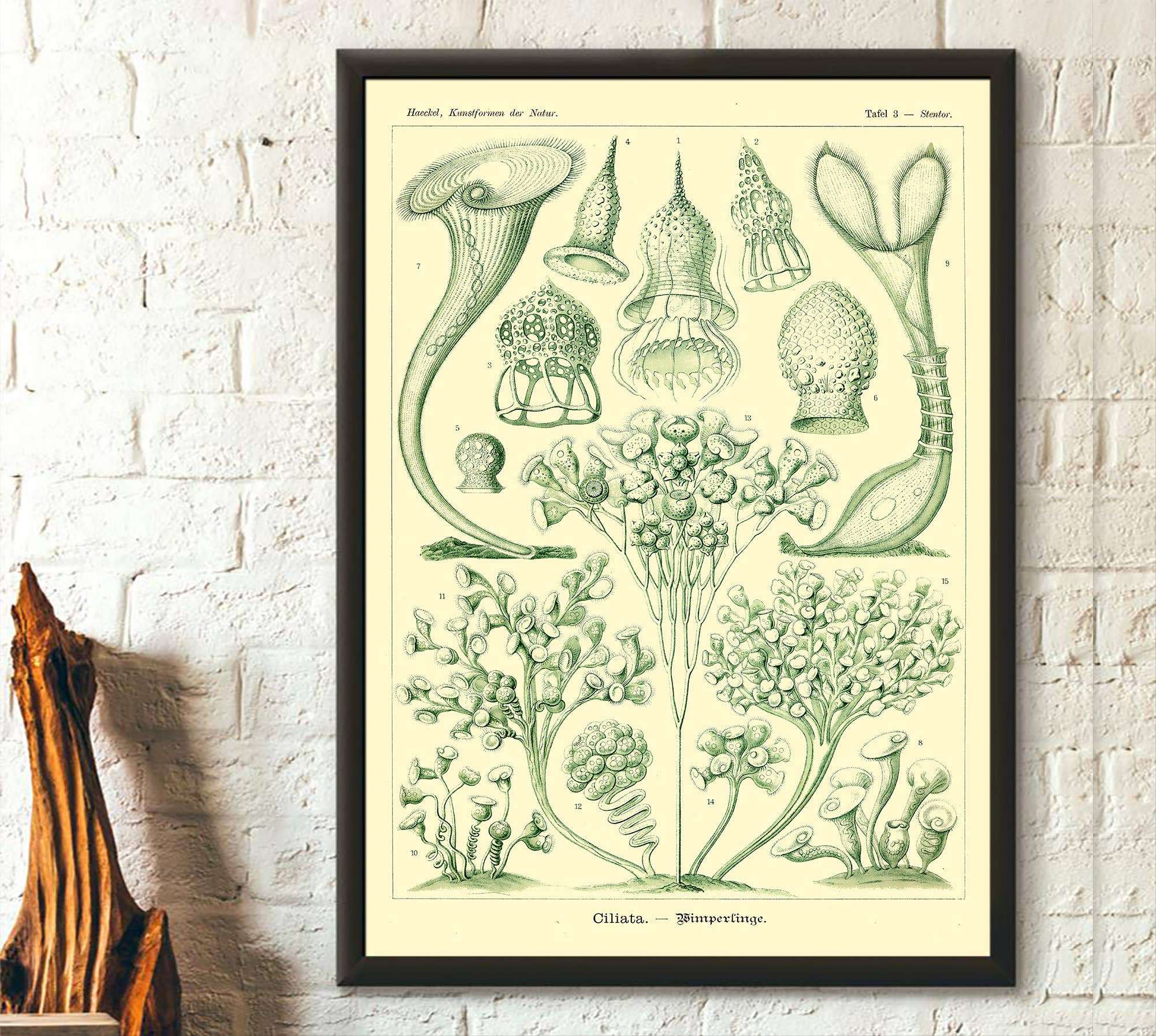 Vintage Wall Graphics - Wholesale Poster - Ernst Haeckel Vintage Ocean Life Marine Art Poster0