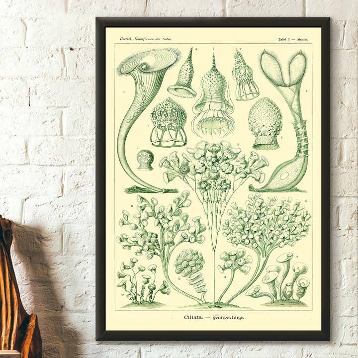 Vintage Wall Graphics - Wholesale Poster - Ernst Haeckel Vintage Ocean Life Marine Art Poster