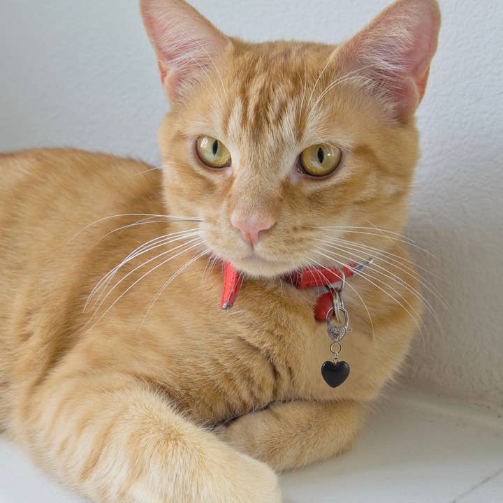 Clarity Black Obsidian Pet Pendant for Crystal Support and other Purchase Wholesale shiny pet charm. Free Returns & Net 60 Terms on Faire trending on Faire.