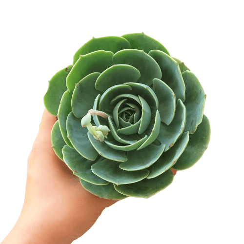 Best Plant Friend - Vente Succulentes - Echeveria Imbricata Rose Bleue Succulente Vivante en Pot de 2in/4in0