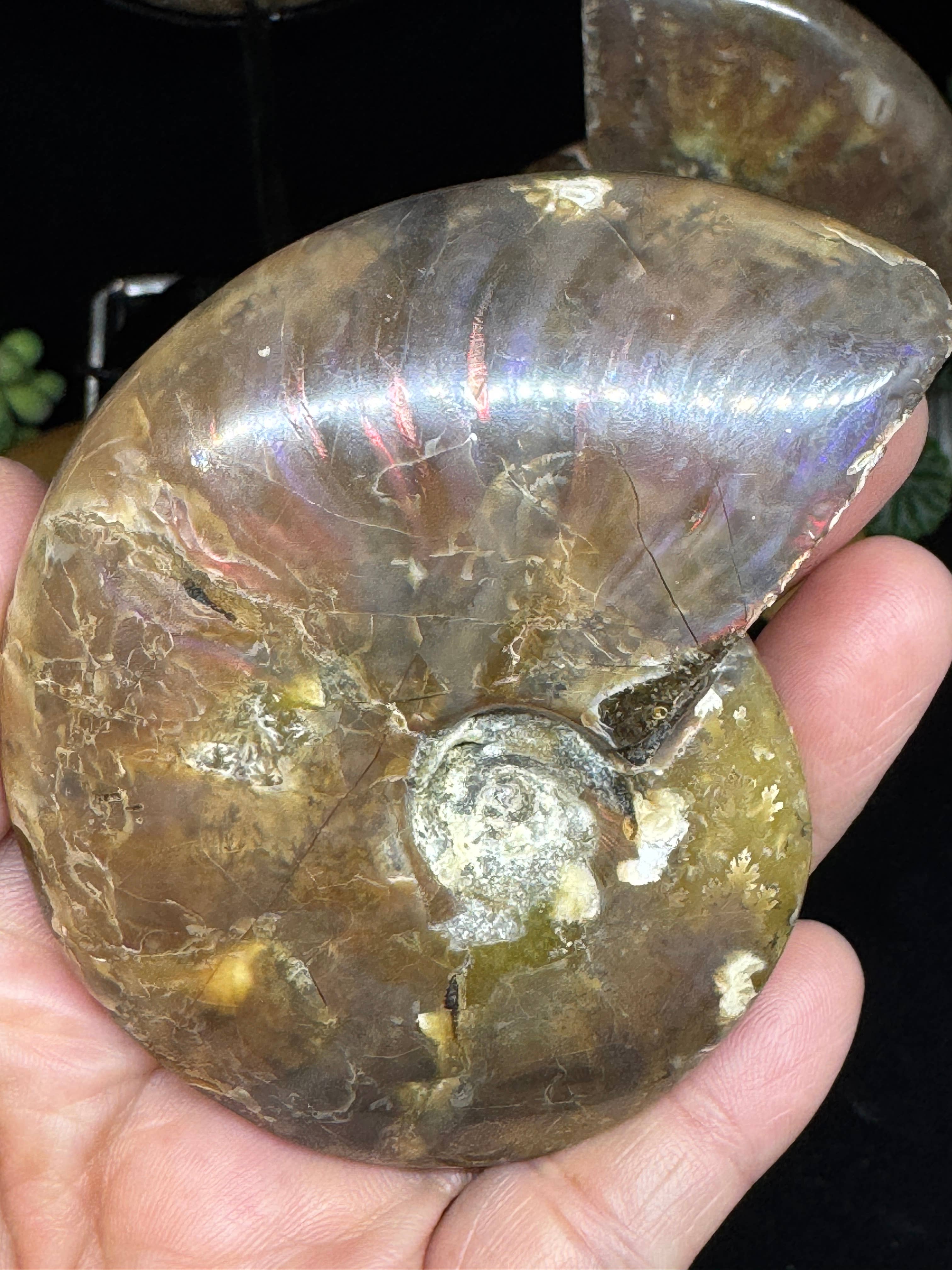 The 7 Directions - Wholesale Spiritual Stone/Crystal - 3 pc Red Lavender Fire ammonite G5476