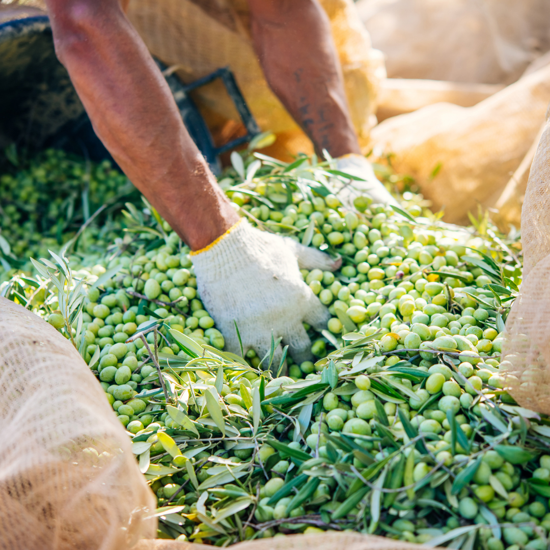 Minos - Vente Huile d'olive - Huile d'olive extra vierge Minos 500ml8