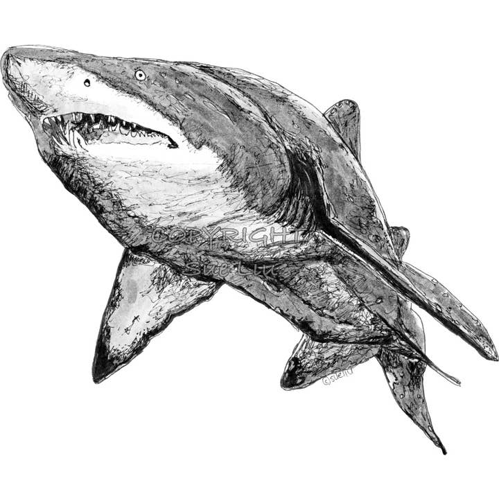 Shark - Nancy the Grey Nurse Shark for wholesale by @wildcardsue