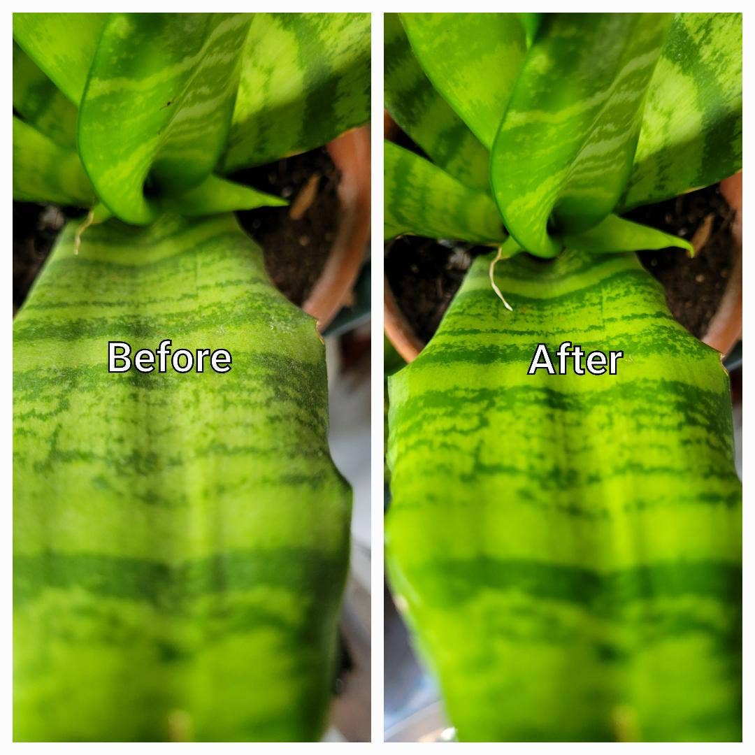 Roots & Leaves – Großhandel Zerstäuber für Pflanzen – Blatt-Reinigungsspray. Pflanzen-Spray.2