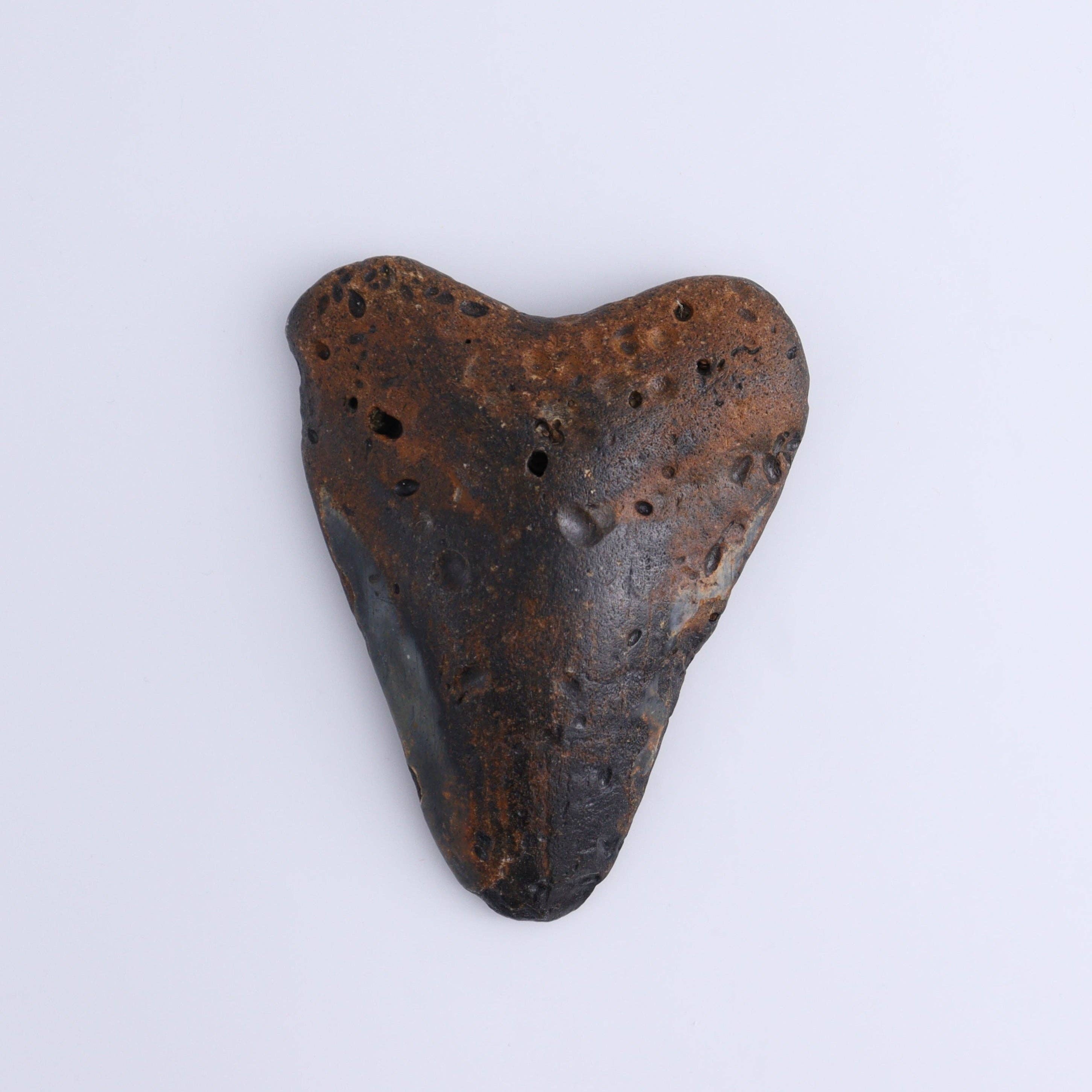 Mi Esperanza Minerals - Venta al por mayor Artículo decorativo de mesa - Juego de 3 dientes de megalodón3