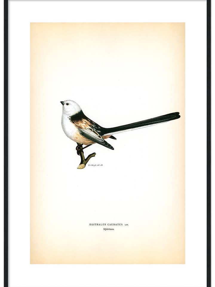 Stjärtmes för wholesale av Svenska Fåglar